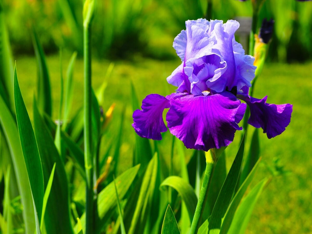 Iris - Perunika