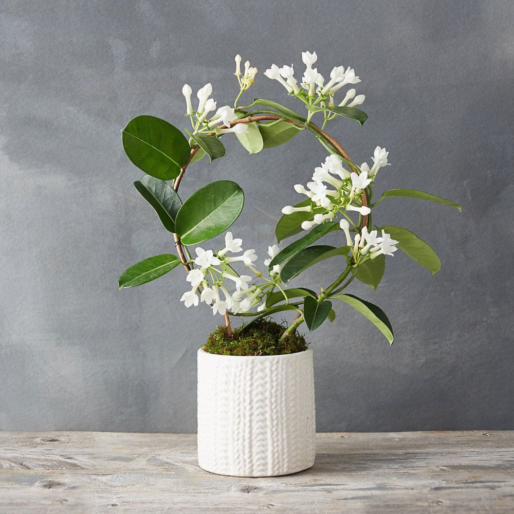 Madagaskarski jasmin 