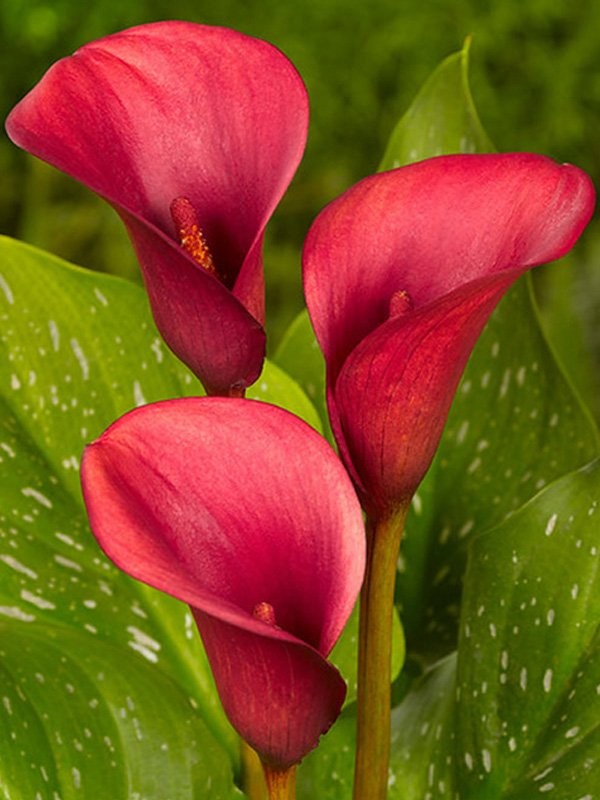Kala Crvena