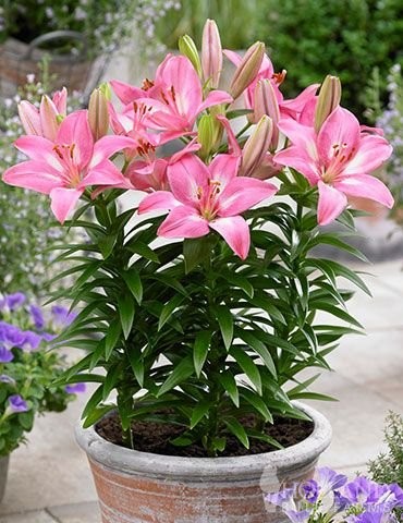 Ljiljan Asiatic Pink