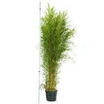 Bambus – Phyllostachys