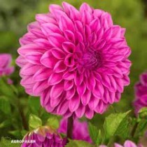 Dalija Lucky Number