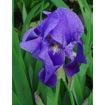 Iris - Perunika
