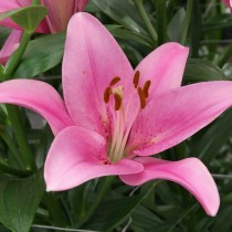 Ljiljan Asiatic Pink