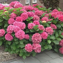 Hortenzija