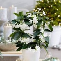 Madagaskarski jasmin 
