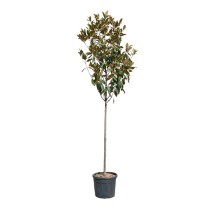 Zimzelena magnolija