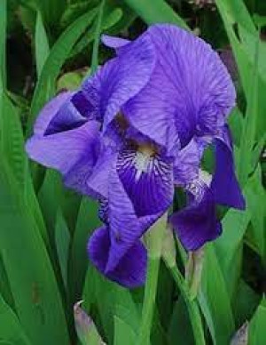 Iris - Perunika