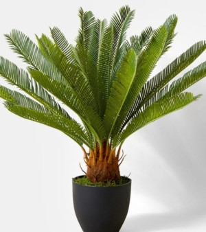 Cikas palma – Sago palma