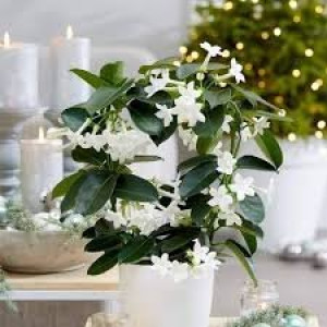 Madagaskarski jasmin 