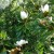 Zimzelena magnolija