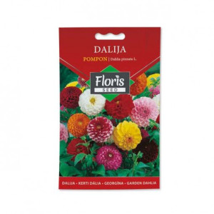  FLORIS CVEĆE DALIJA POMPON