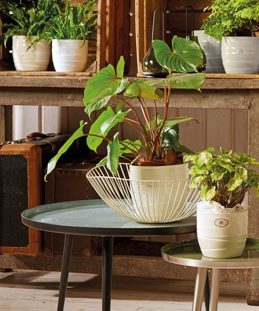 Barletta dekorativna saksija