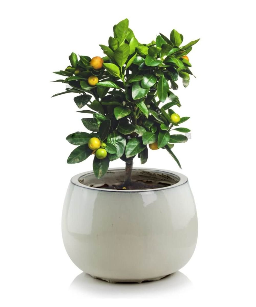 Glazirana keramička saksija