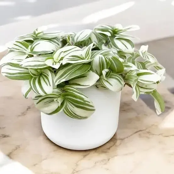 Tradeskancija sukulent korpa