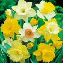 Narcis - Daffodils Trumpet mix 