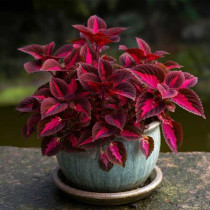 Ukrasna kopriva (Coleus)