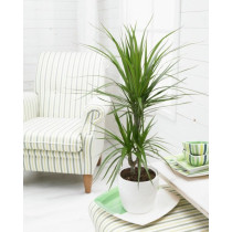 Dracena – Zmajevo drvo