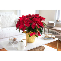 Božićna zvezda - Poinsettia