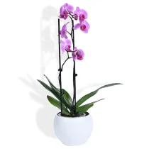 Roze orhideja u saksiji