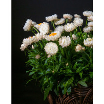 Helichrysum bracteatum- Slamnato cveće