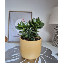 Keramička posuda - žuta