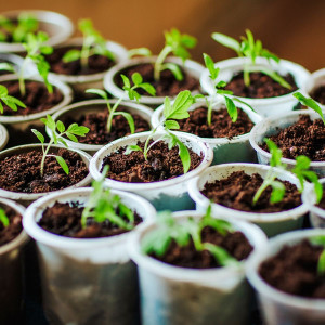 Rasad spanaća „Baby Leaf“