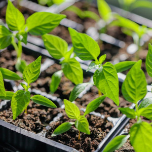 Rasad ruže – „Red Beauty“