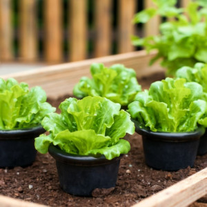 Rasad salate – „Lollo Rosso“