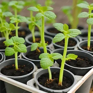 Rasad jagode „Zenga Zengana“