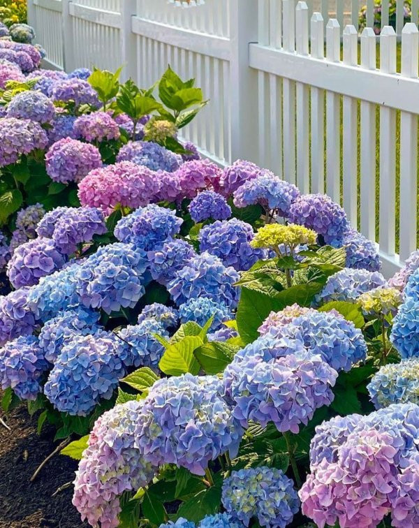 Hortenzija (Hydrangea macrophylla)