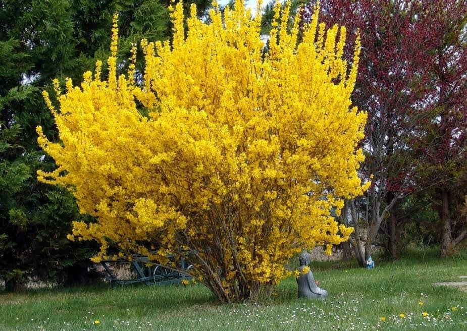 Forzitija (Forsythia intermedia)