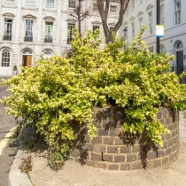 Žutolisna kurika (Euonymus fortunei)