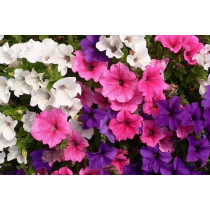 Petunija (Petunia hybrida)