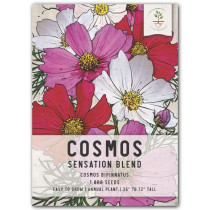 Kosmos (Cosmos bipinnatus)