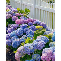 Hortenzija (Hydrangea macrophylla)