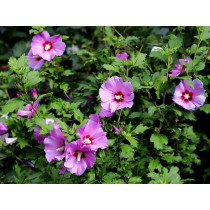  Hibiskus (Hibiscus syriacus – vrtni hibiskus)