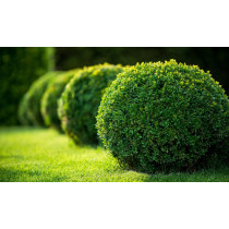 Šimšir (Buxus sempervirens)