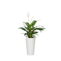 Spatifilum (Mirni ljiljan)