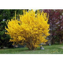 Forzitija (Forsythia intermedia)