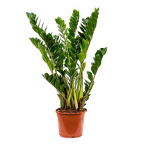 Zamija (Zamioculcas zamiifolia)