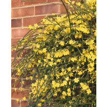 Zimski jasmin (Jasminum nudiflorum)