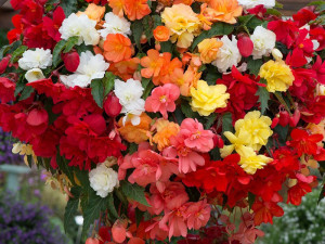 Begonija (Begonia semperflorens)