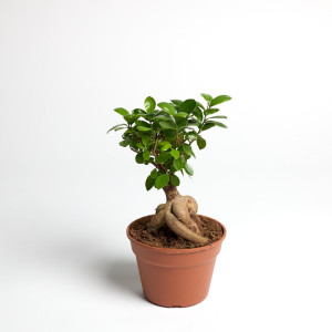 Mini fikus ginseng (Ficus microcarpa ‘Ginseng’)