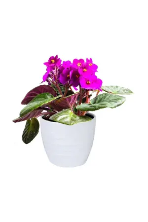 Ljubičica (Saintpaulia ionantha)