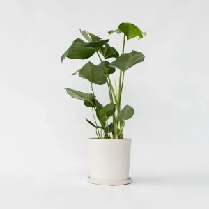Monstera deliciosa