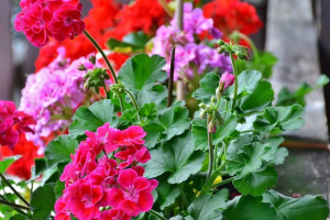 Muškatla (Pelargonium zonale)