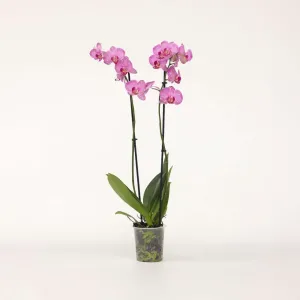 Orhideja (Phalaenopsis)