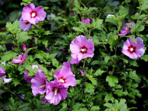  Hibiskus (Hibiscus syriacus – vrtni hibiskus)