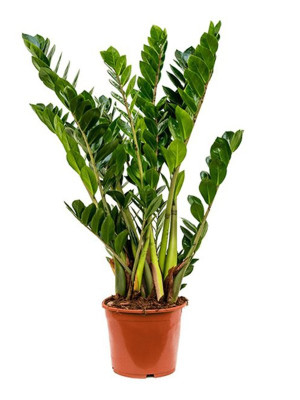 Zamija (Zamioculcas zamiifolia)
